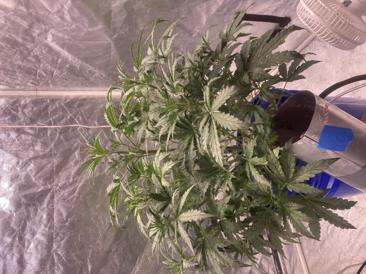 bbs-grow-diaries/blimburnseeds-com/user-35740/2d5d2a3c89c6e009