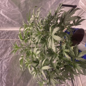 bbs-grow-diaries/blimburnseeds-com/user-35740/2d5d2a3c89c6e009