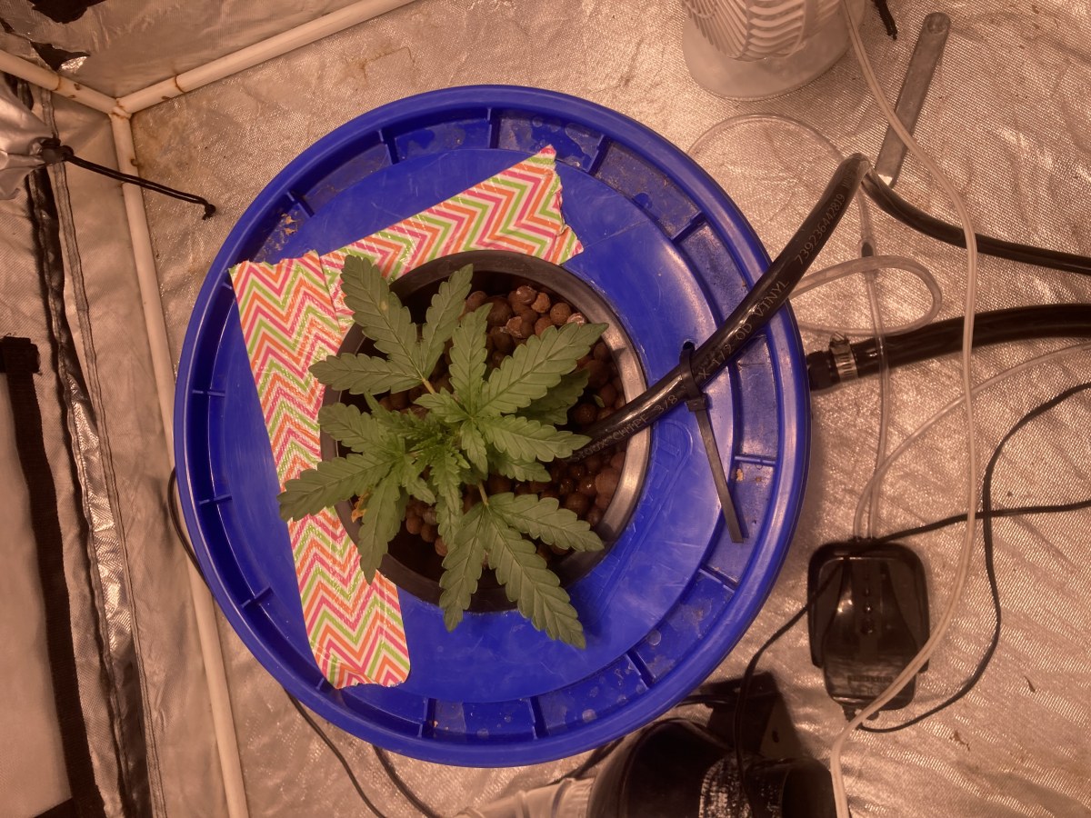 bbs-grow-diaries/blimburnseeds-com/user-35740/2d77385d6e94d101