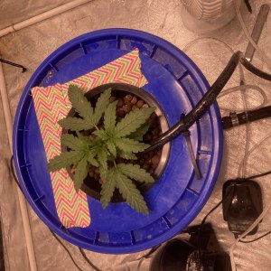 bbs-grow-diaries/blimburnseeds-com/user-35740/2d77385d6e94d101