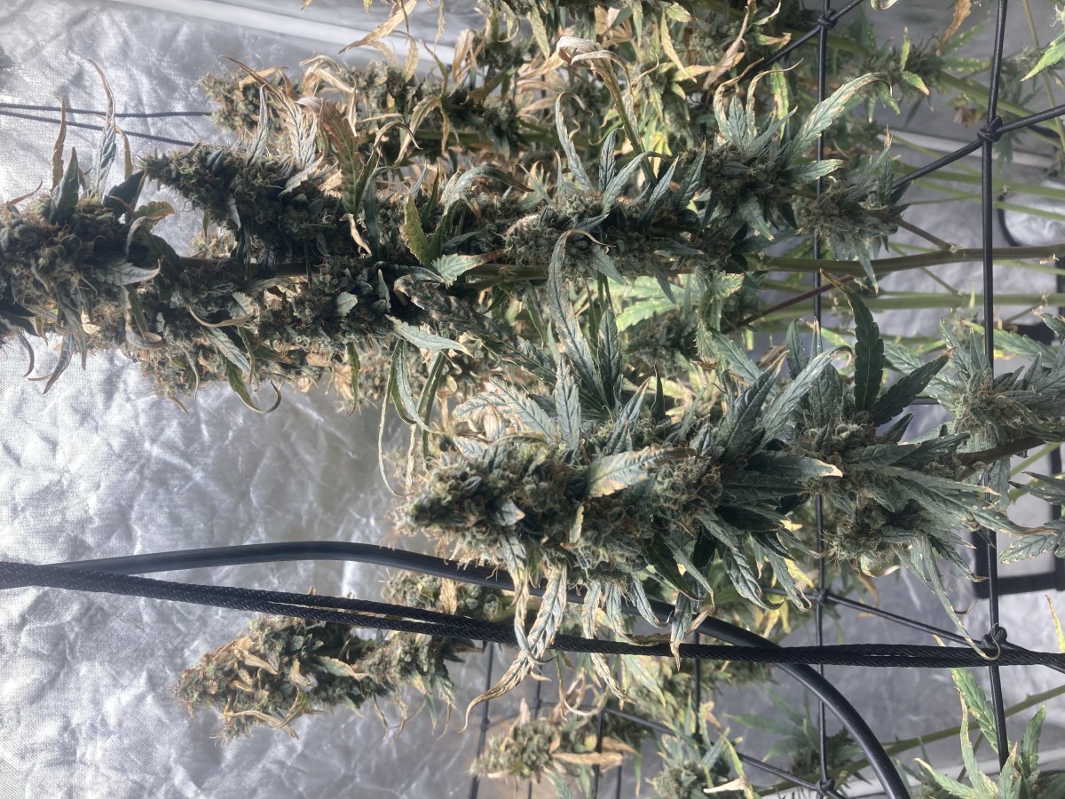 bbs-grow-diaries/blimburnseeds-com/user-35740/2fdb9e78145c0daf
