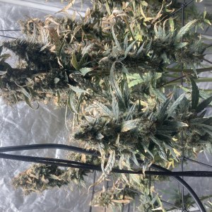 bbs-grow-diaries/blimburnseeds-com/user-35740/2fdb9e78145c0daf
