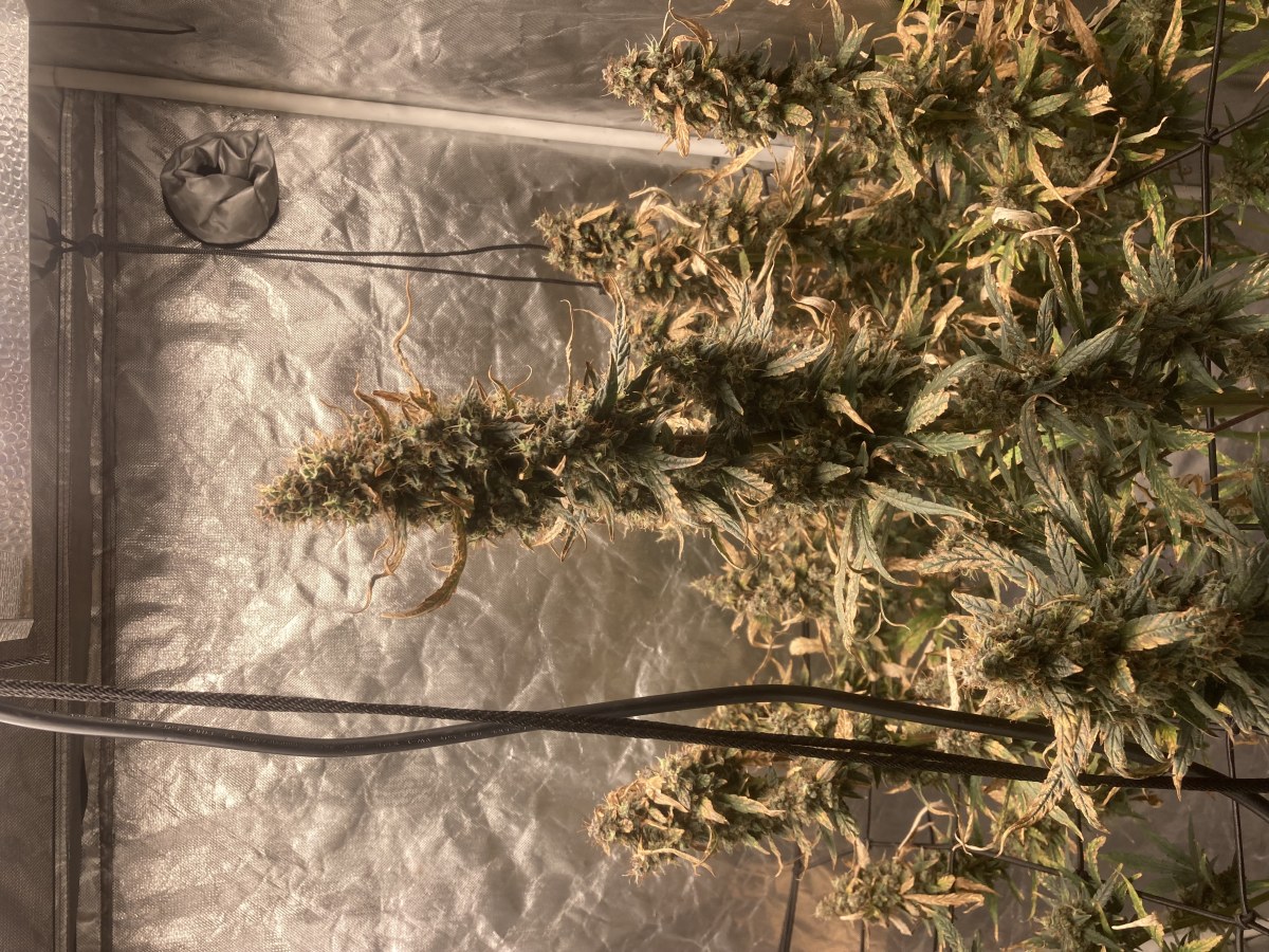 bbs-grow-diaries/blimburnseeds-com/user-35740/3a7449c41d11eb3a