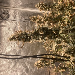 bbs-grow-diaries/blimburnseeds-com/user-35740/3a7449c41d11eb3a