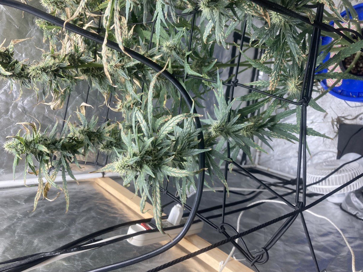 bbs-grow-diaries/blimburnseeds-com/user-35740/4266f7c8dc00a7d8