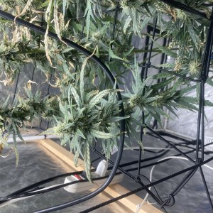 bbs-grow-diaries/blimburnseeds-com/user-35740/4266f7c8dc00a7d8
