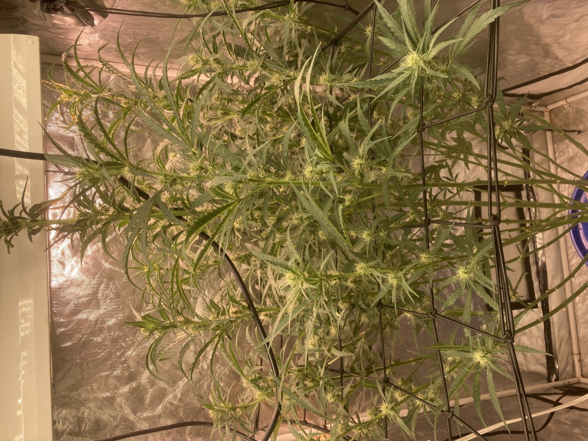 bbs-grow-diaries/blimburnseeds-com/user-35740/48217ee1e3ab3f55