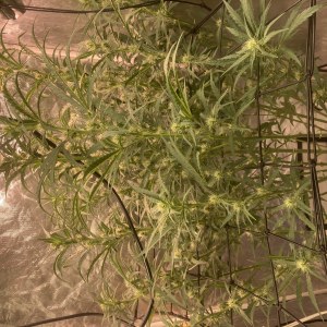 bbs-grow-diaries/blimburnseeds-com/user-35740/48217ee1e3ab3f55