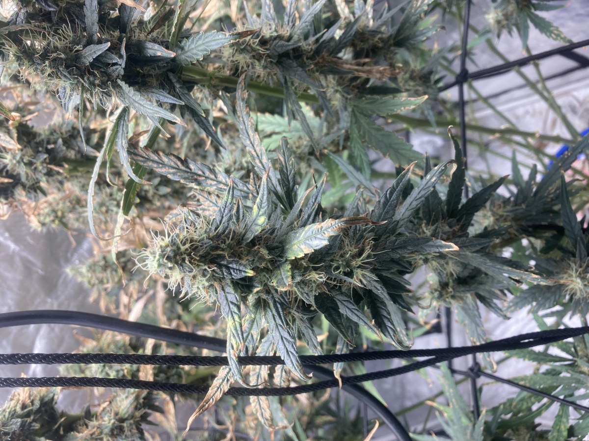 bbs-grow-diaries/blimburnseeds-com/user-35740/4daf9f20964329e0