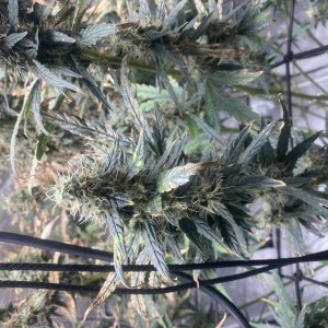 bbs-grow-diaries/blimburnseeds-com/user-35740/4daf9f20964329e0