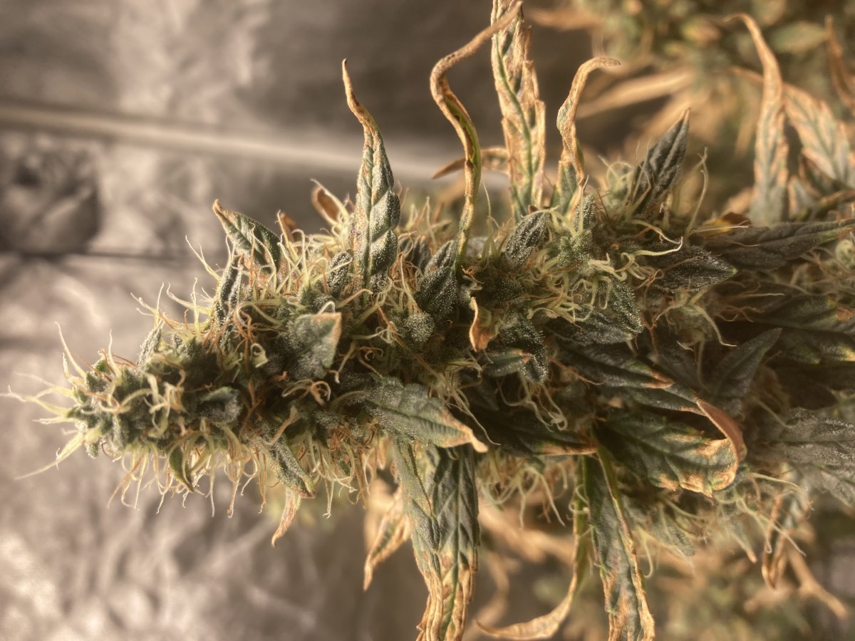 bbs-grow-diaries/blimburnseeds-com/user-35740/505579a10aaf76db