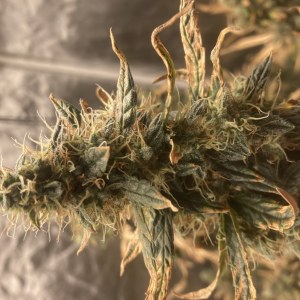 bbs-grow-diaries/blimburnseeds-com/user-35740/505579a10aaf76db