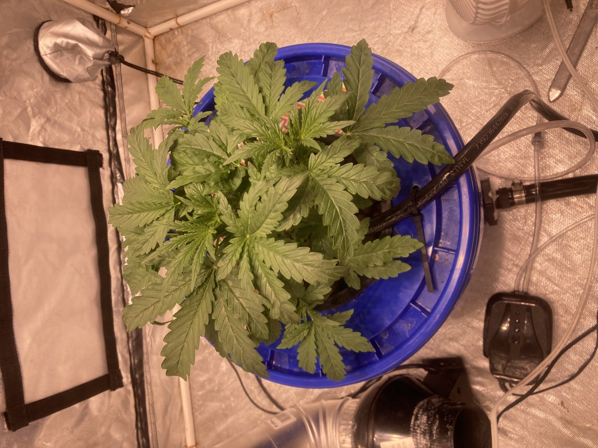 bbs-grow-diaries/blimburnseeds-com/user-35740/50e7dd1daf681fbe