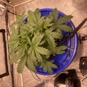 bbs-grow-diaries/blimburnseeds-com/user-35740/50e7dd1daf681fbe