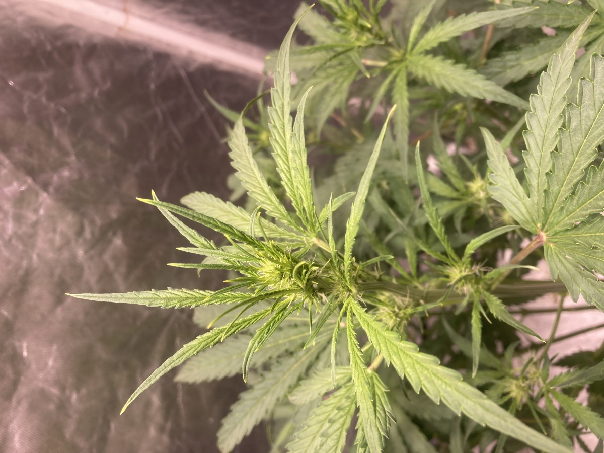 bbs-grow-diaries/blimburnseeds-com/user-35740/5f46e2e1c49f045f