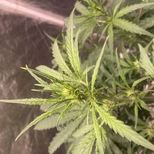 bbs-grow-diaries/blimburnseeds-com/user-35740/5f46e2e1c49f045f