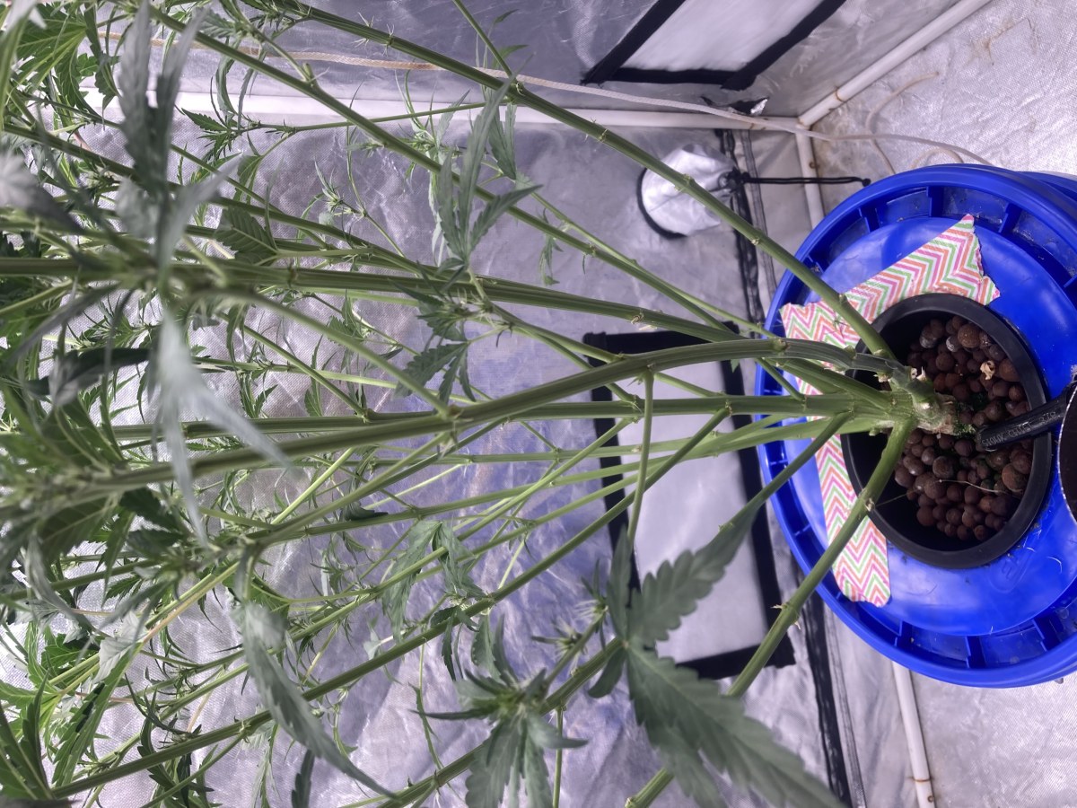 bbs-grow-diaries/blimburnseeds-com/user-35740/5f48f6614433976c