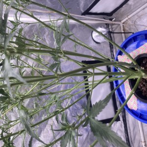 bbs-grow-diaries/blimburnseeds-com/user-35740/5f48f6614433976c