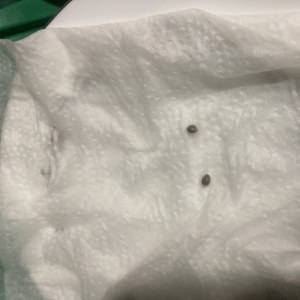 bbs-grow-diaries/blimburnseeds-com/user-35740/77d98c0837ba720f