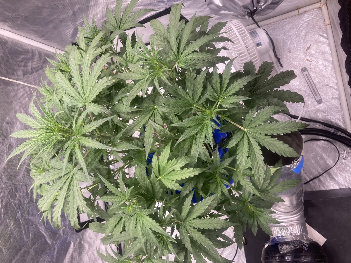 bbs-grow-diaries/blimburnseeds-com/user-35740/7a0e4a33f3b6ed77