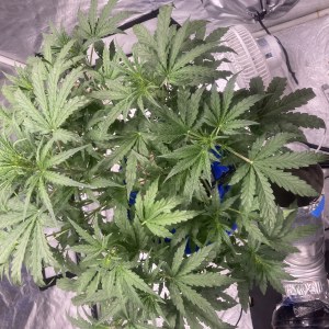 bbs-grow-diaries/blimburnseeds-com/user-35740/7a0e4a33f3b6ed77