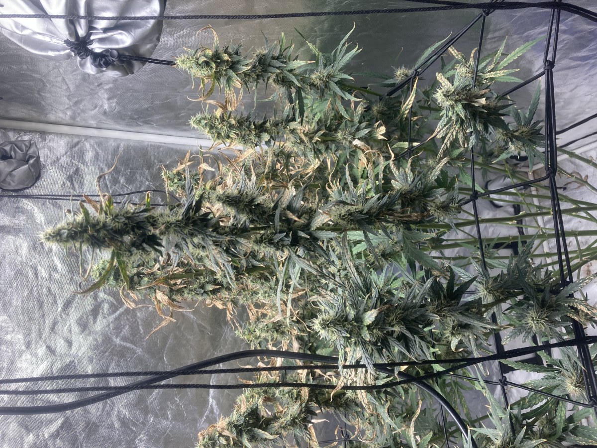 bbs-grow-diaries/blimburnseeds-com/user-35740/865432b7de3f1271