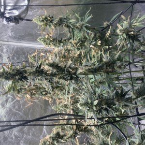 bbs-grow-diaries/blimburnseeds-com/user-35740/865432b7de3f1271