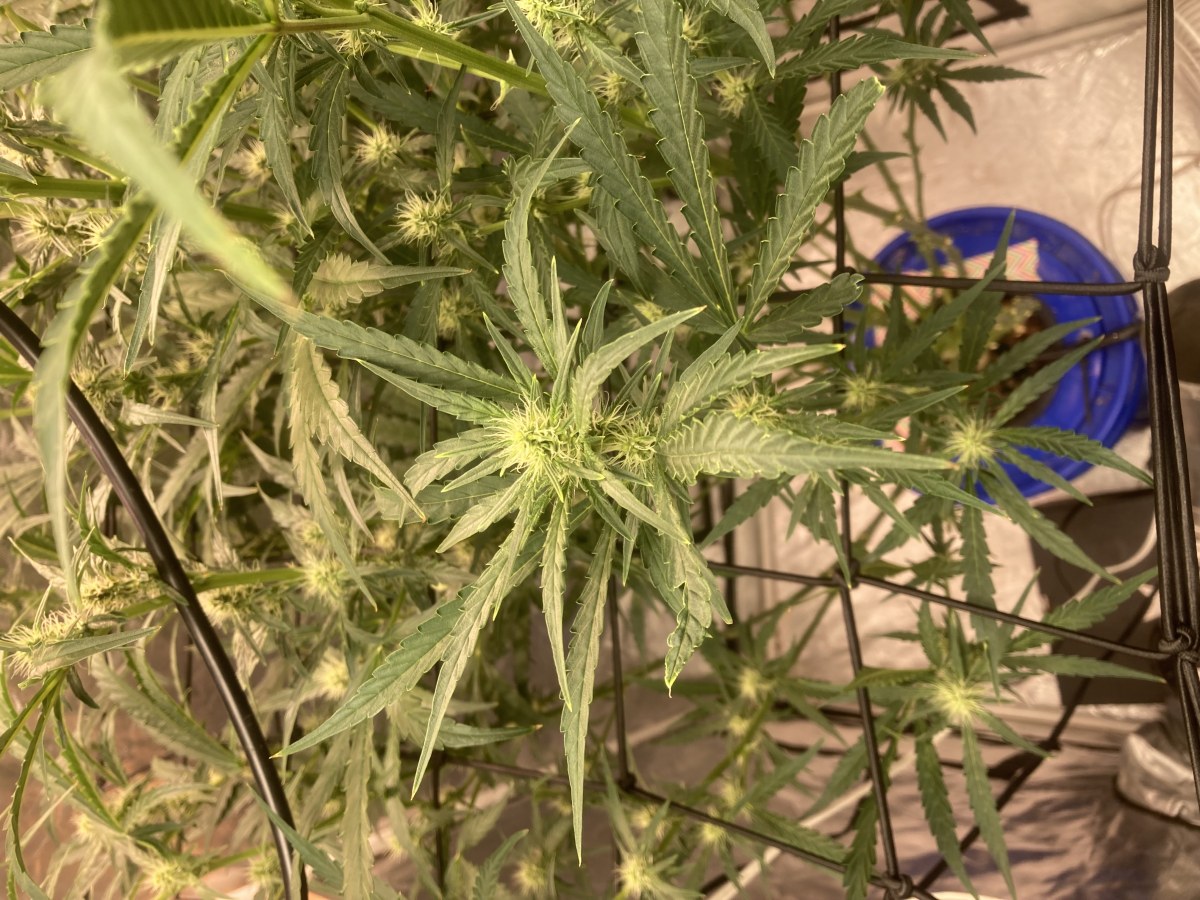 bbs-grow-diaries/blimburnseeds-com/user-35740/86a880c9a1ef0107