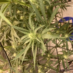 bbs-grow-diaries/blimburnseeds-com/user-35740/86a880c9a1ef0107