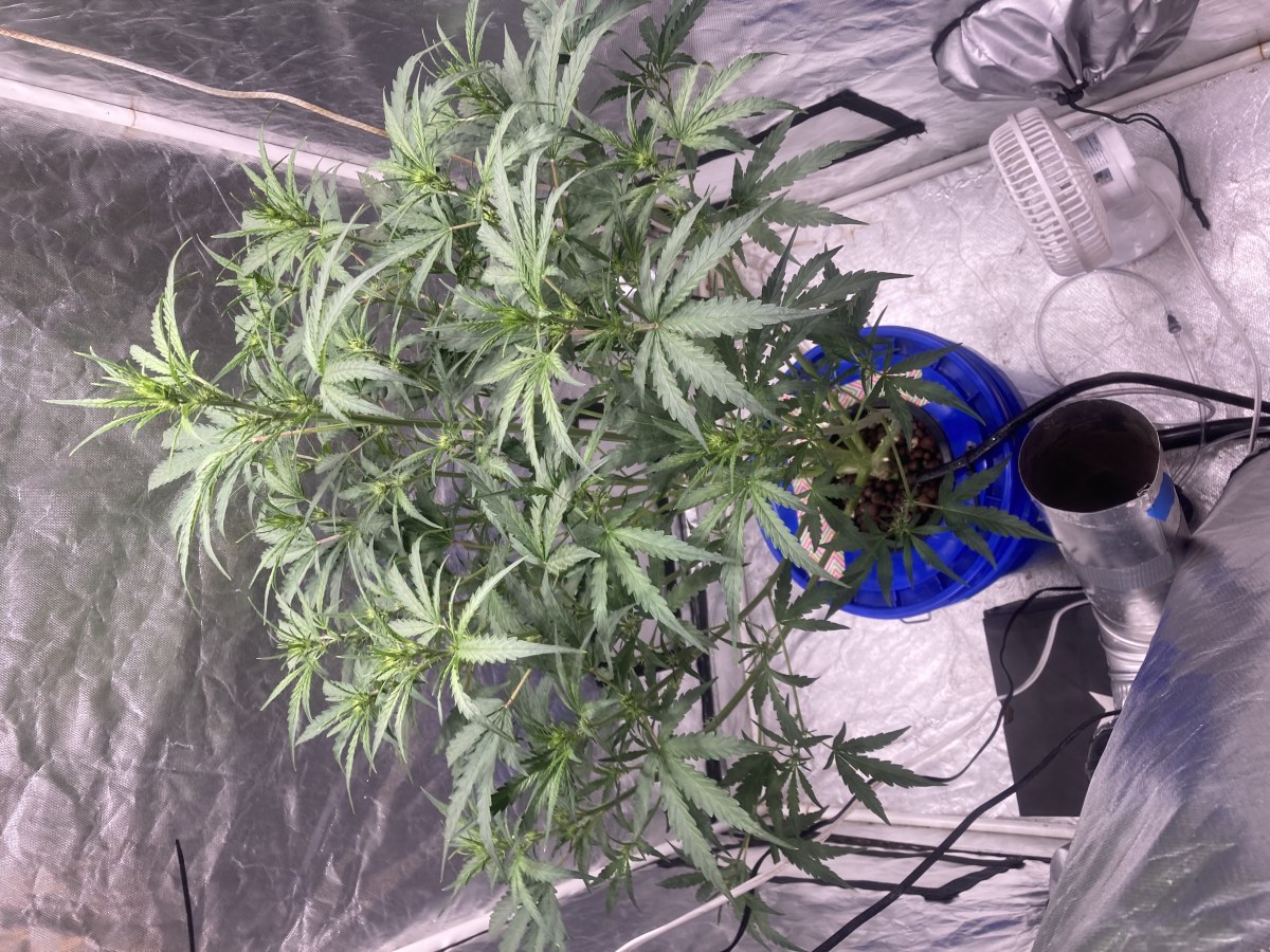 bbs-grow-diaries/blimburnseeds-com/user-35740/9ec77c6afc3c5b4d