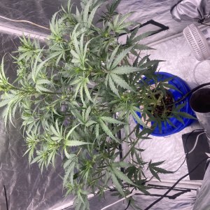 bbs-grow-diaries/blimburnseeds-com/user-35740/9ec77c6afc3c5b4d