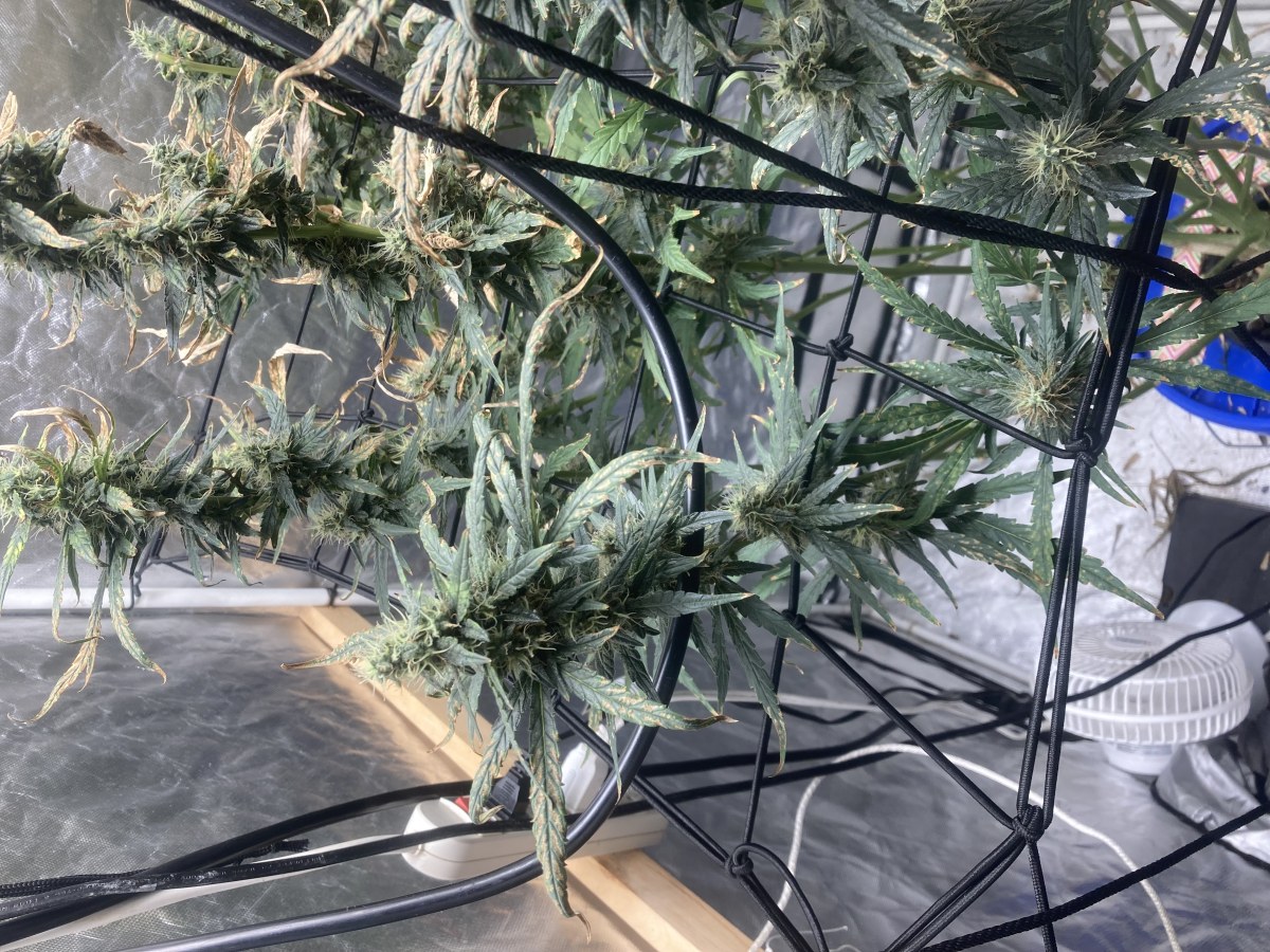 bbs-grow-diaries/blimburnseeds-com/user-35740/a9e2e0dbab095540