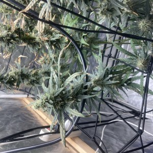 bbs-grow-diaries/blimburnseeds-com/user-35740/a9e2e0dbab095540