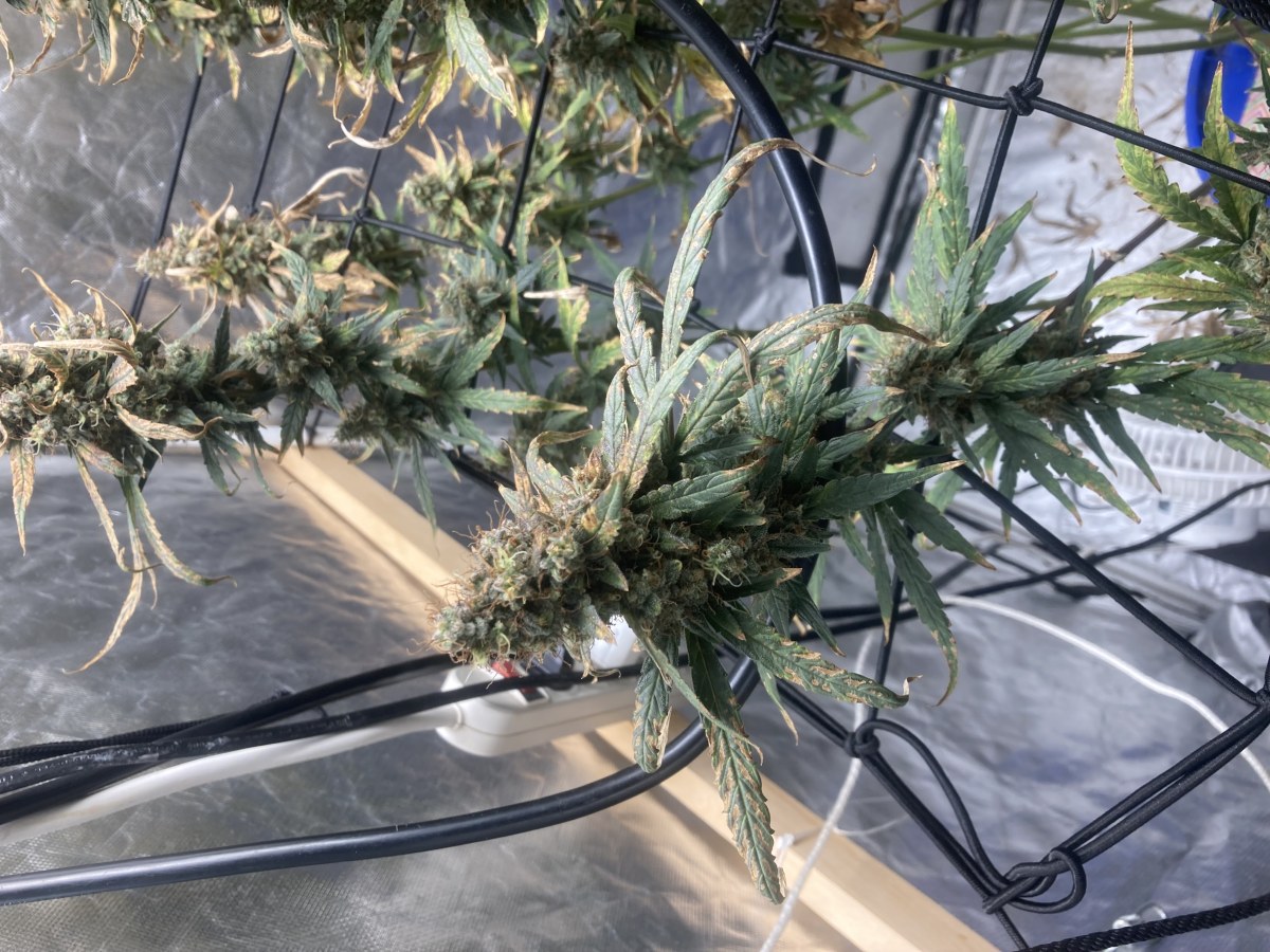 bbs-grow-diaries/blimburnseeds-com/user-35740/cc93cbbceef0dfa5
