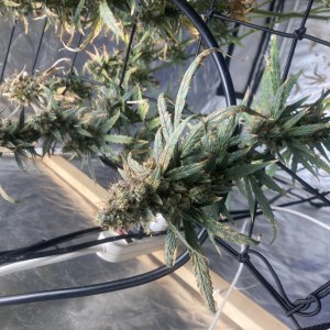 bbs-grow-diaries/blimburnseeds-com/user-35740/cc93cbbceef0dfa5