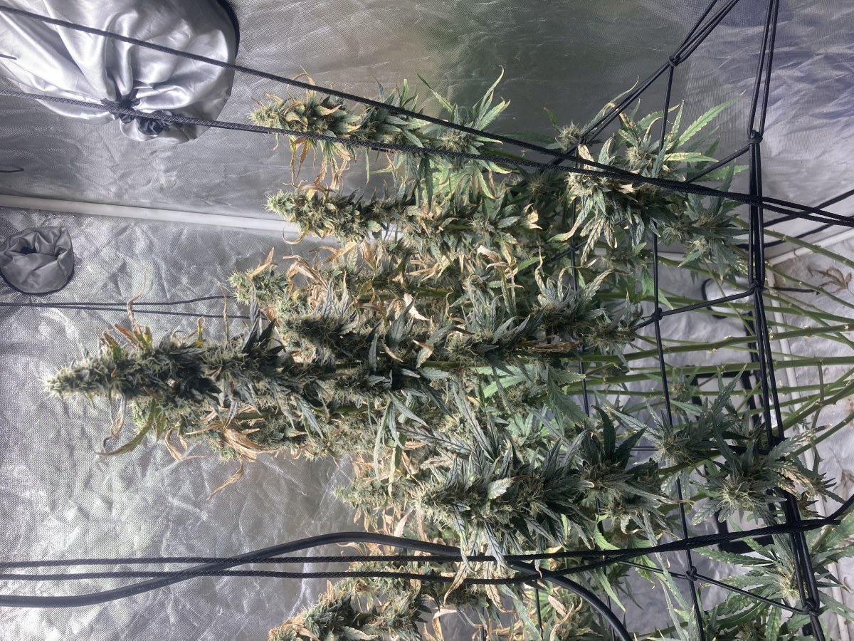 bbs-grow-diaries/blimburnseeds-com/user-35740/d88d66c775187cea