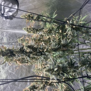 bbs-grow-diaries/blimburnseeds-com/user-35740/d88d66c775187cea