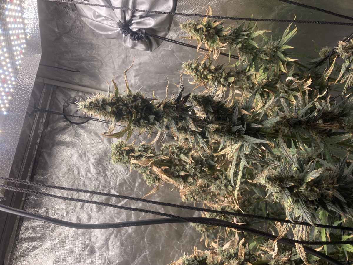 bbs-grow-diaries/blimburnseeds-com/user-35740/ecdcbef7be8dc64a