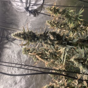 bbs-grow-diaries/blimburnseeds-com/user-35740/ecdcbef7be8dc64a