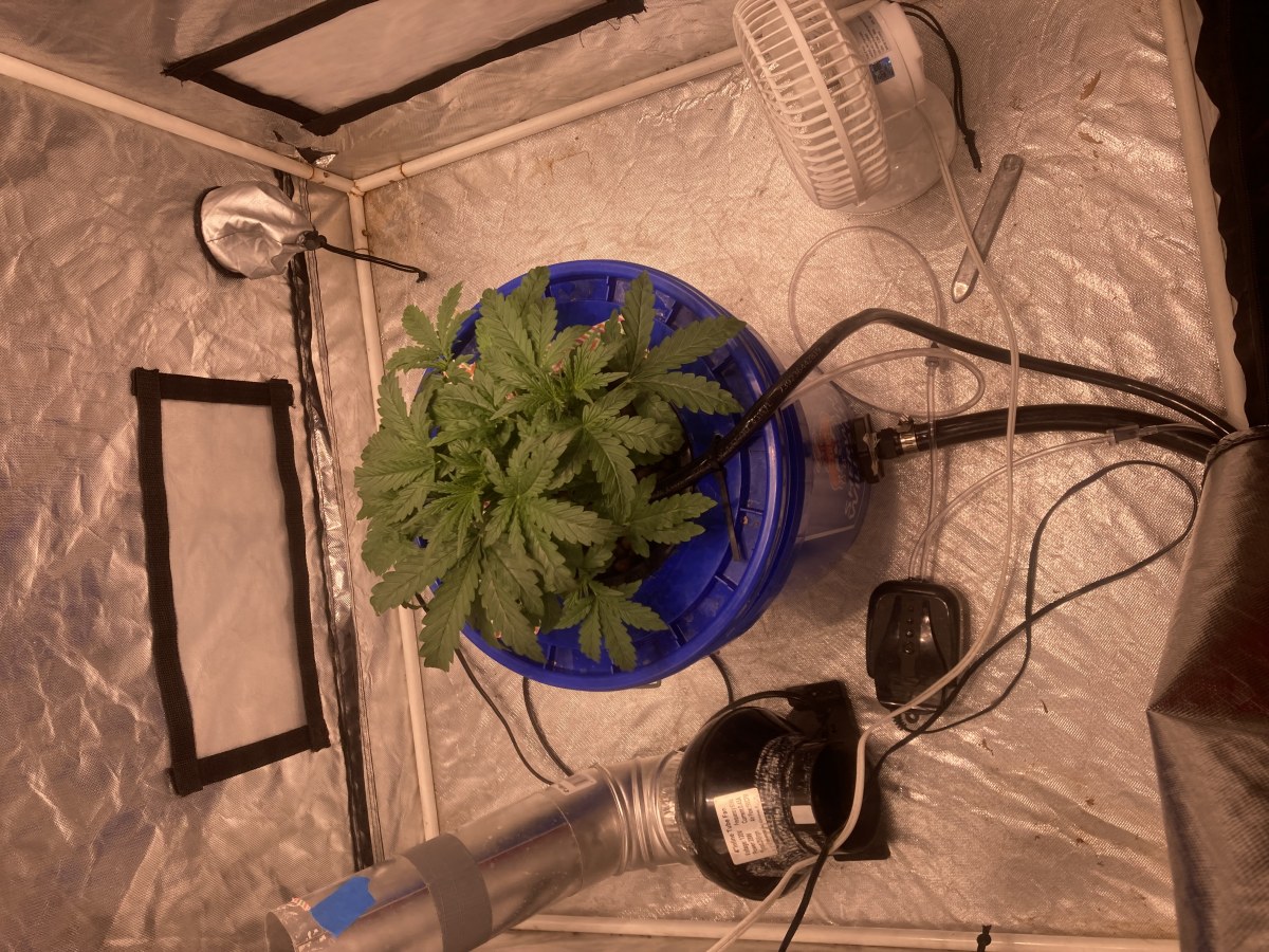 bbs-grow-diaries/blimburnseeds-com/user-35740/ef1f5af0db48f103