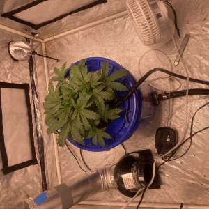 bbs-grow-diaries/blimburnseeds-com/user-35740/ef1f5af0db48f103
