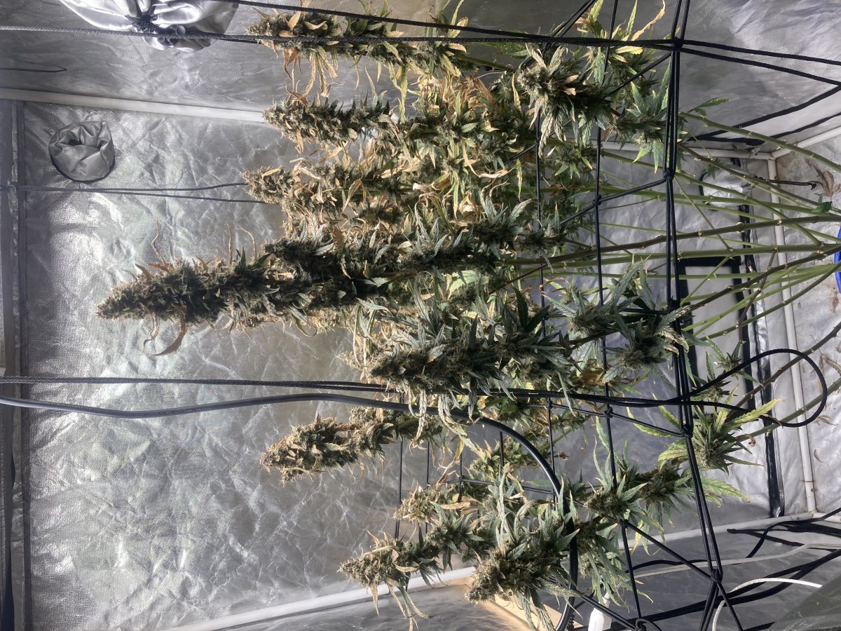 bbs-grow-diaries/blimburnseeds-com/user-35740/f83bba7a4e243c3a