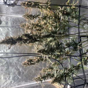 bbs-grow-diaries/blimburnseeds-com/user-35740/f83bba7a4e243c3a