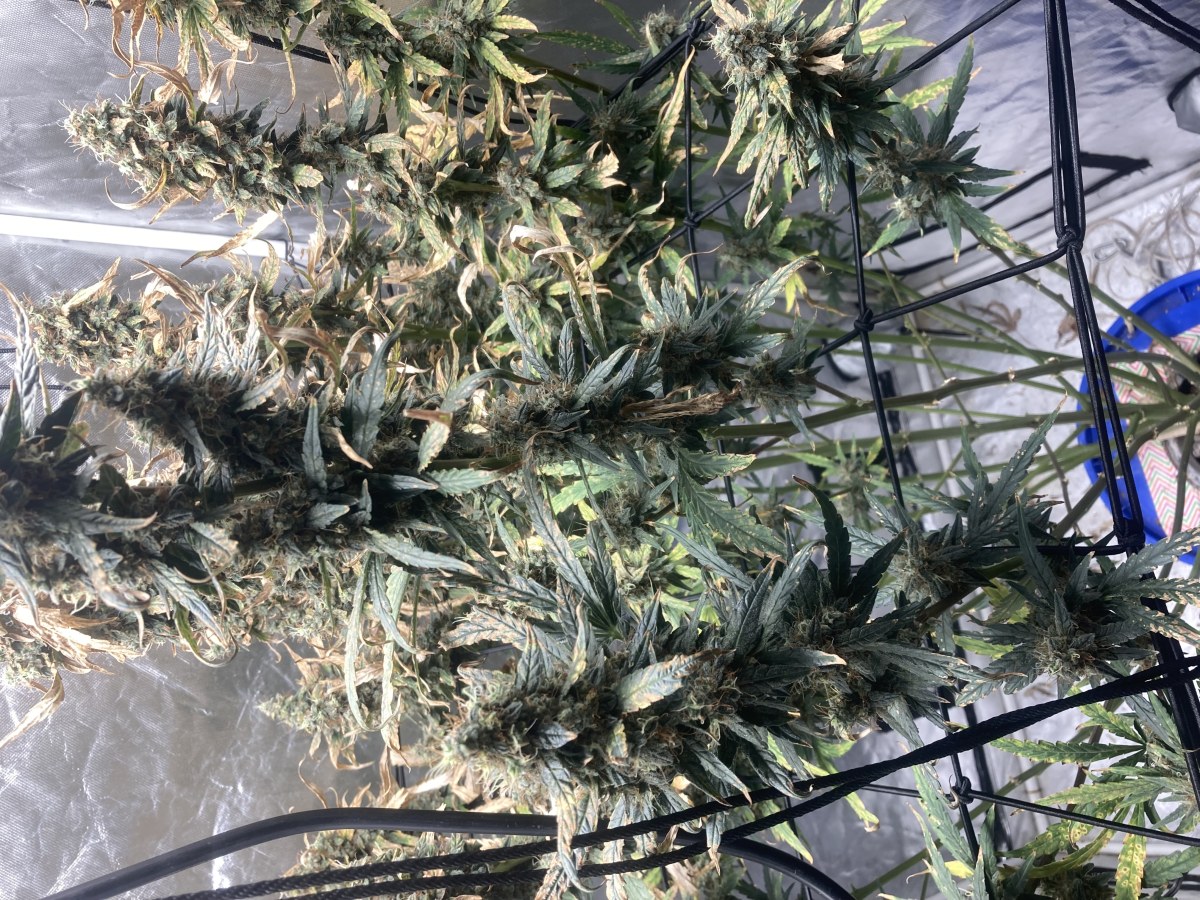 bbs-grow-diaries/blimburnseeds-com/user-35740/f98501397c7502e3