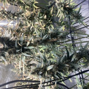 bbs-grow-diaries/blimburnseeds-com/user-35740/f98501397c7502e3
