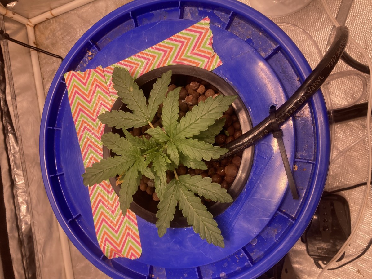 bbs-grow-diaries/blimburnseeds-com/user-35740/f9ebde6b53bc8244