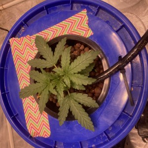 bbs-grow-diaries/blimburnseeds-com/user-35740/f9ebde6b53bc8244