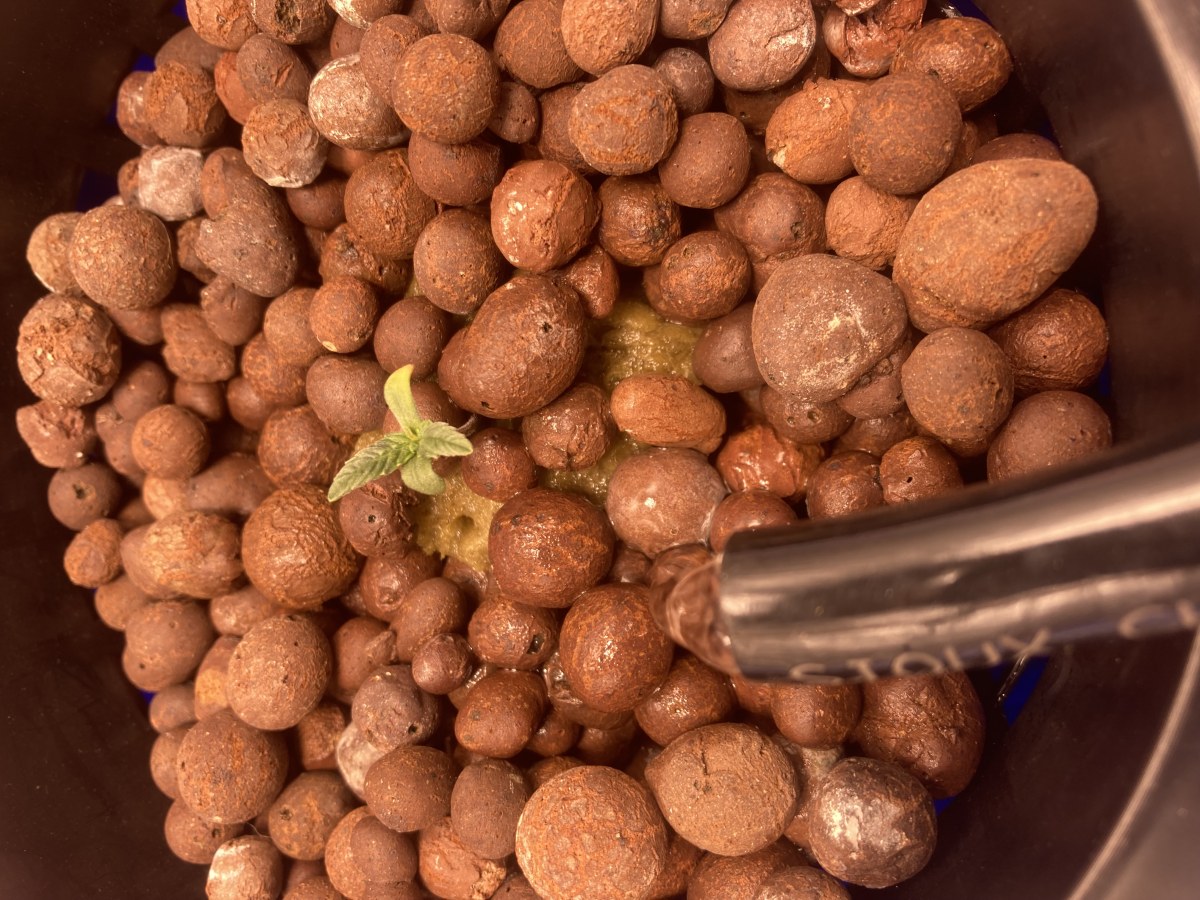 bbs-grow-diaries/blimburnseeds-com/user-35740/fe5841d935a46e4d