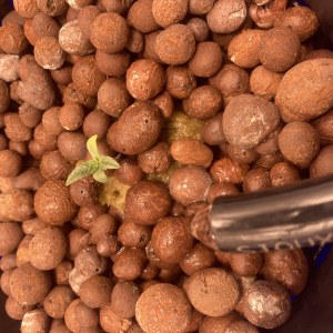bbs-grow-diaries/blimburnseeds-com/user-35740/fe5841d935a46e4d