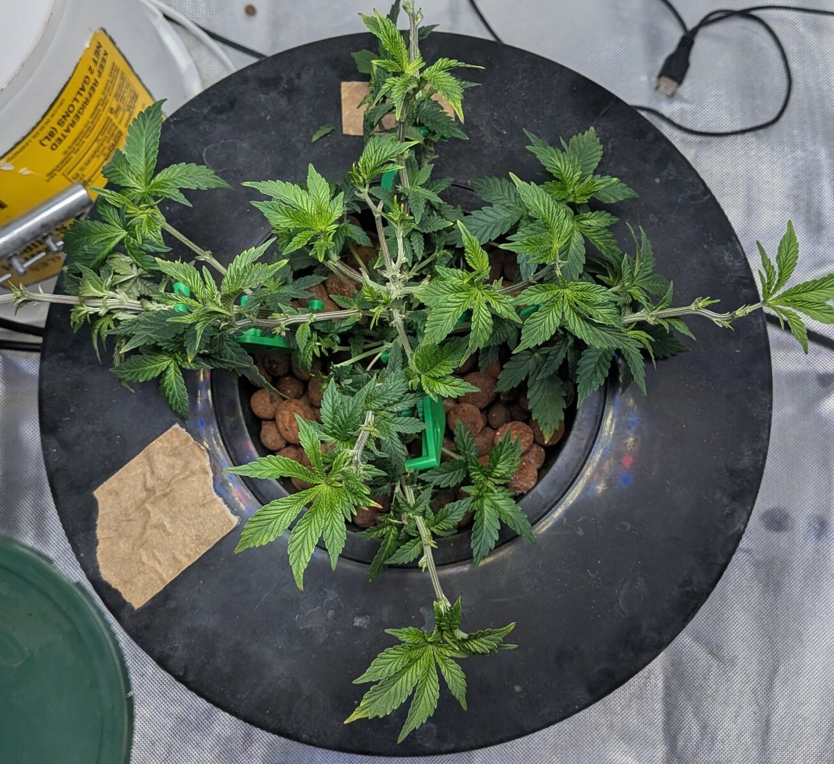 bbs-grow-diaries/blimburnseeds-com/user-39614/14963be919949047